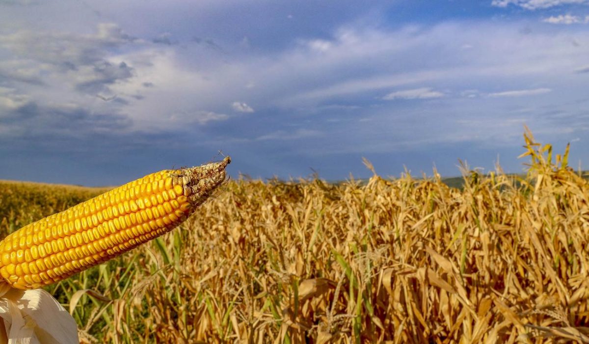 calor plantio de milho