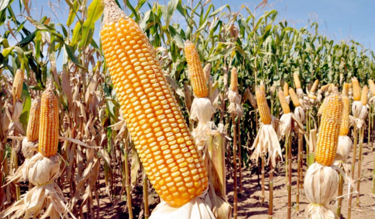 safrinha de milho plantada no Centro-Sul